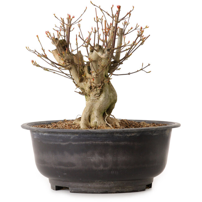 Acer buergerianum, 25 cm, ca. 25 Jahre alt, mit einem Wurzelhals von 19 cm