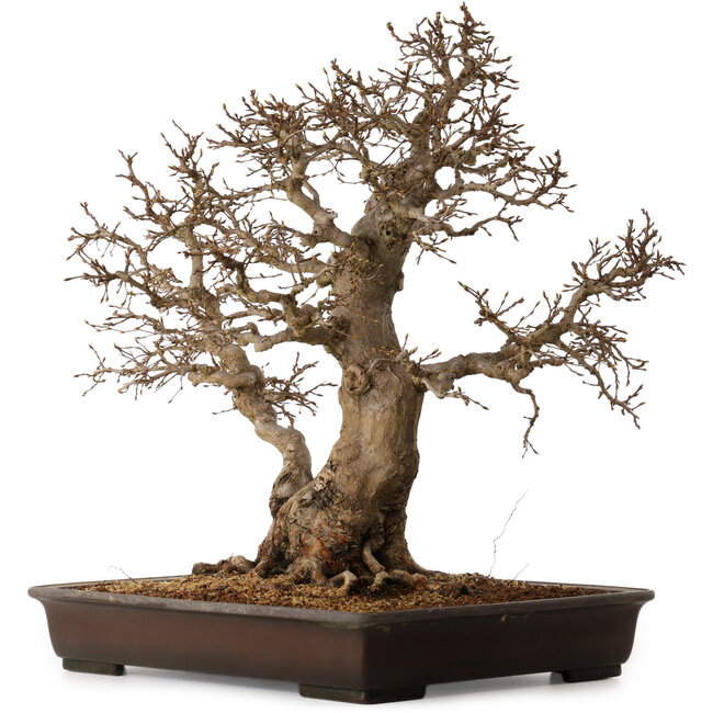 Carpinus coreana, 60 cm, ± 45 years old, with a nebari of 35 cm
