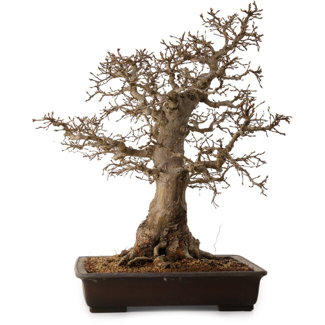 Carpinus coreana, 60 cm, ± 45 años, con un nebari de 35 cm