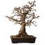 Carpinus coreana, 60 cm, ± 45 years old, with a nebari of 35 cm