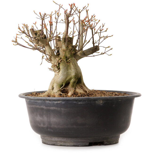 Acer buergerianum, 25 cm, ± 25 anni, con nebari di 19 cm