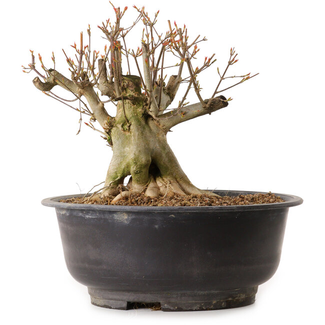 Acer buergerianum, 25 cm, ± 25 jaar oud, met een nebari van 19 cm