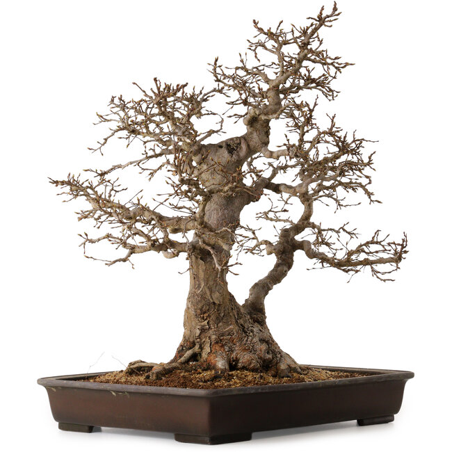 Carpinus coreana, 60 cm, ± 45 años, con un nebari de 35 cm