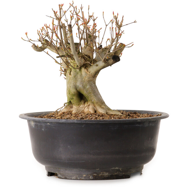 Acer buergerianum, 25 cm, ± 25 ans, avec un nebari de 19 cm