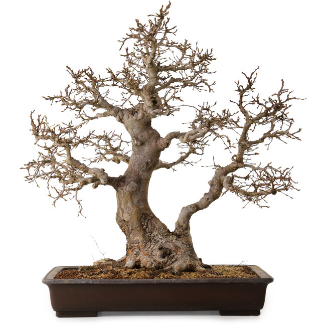 Carpinus coreana, 60 cm, ± 45 ans, avec un nebari de 35 cm