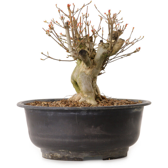 Acer buergerianum, 25 cm, ± 25 jaar oud, met een nebari van 19 cm