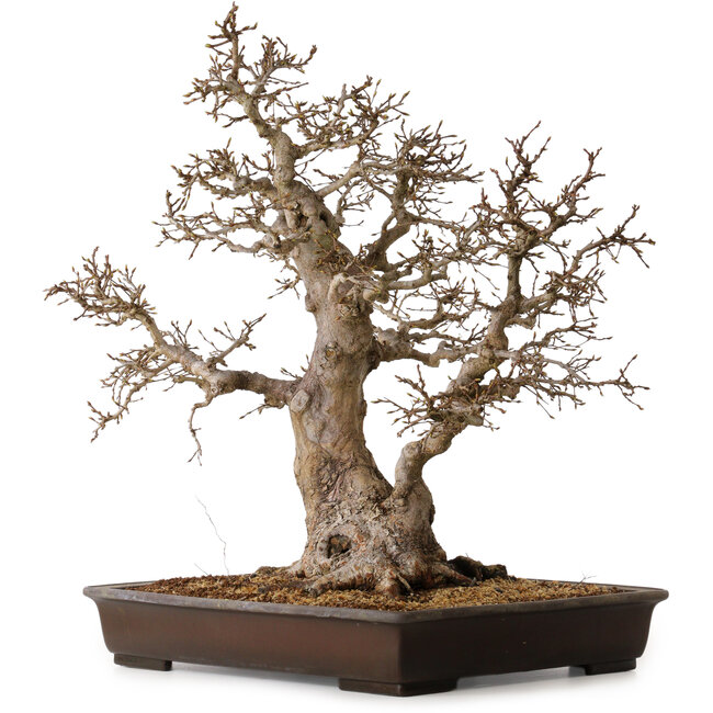 Carpinus coreana, 60 cm, ± 45 years old, with a nebari of 35 cm