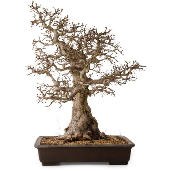 Carpinus coreana, 60 cm, ± 45 Jahre alt, mit einem Nebari von 35 cm