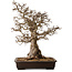 Carpinus coreana, 60 cm, ± 45 Jahre alt, mit einem Nebari von 35 cm