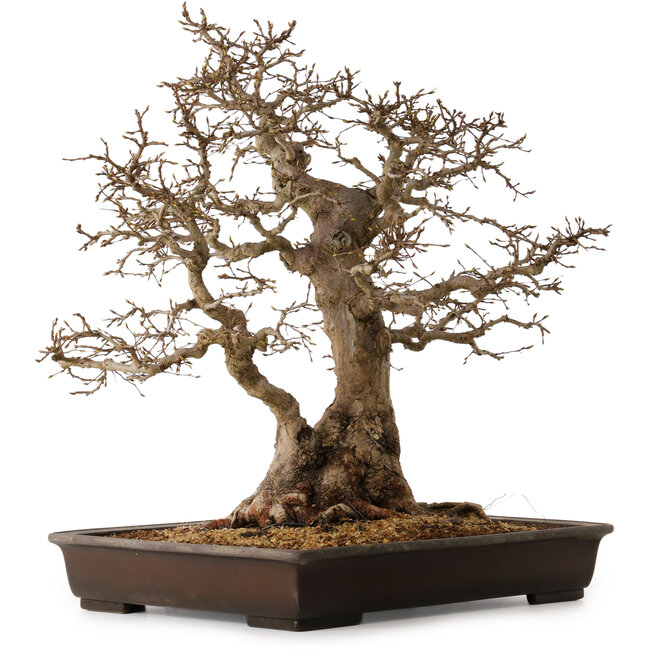 Carpinus coreana, 60 cm, ± 45 años, con un nebari de 35 cm