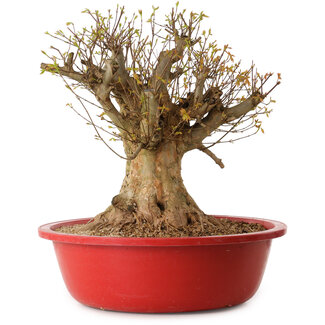 Acer buergerianum, 45 cm, ± 25 years old