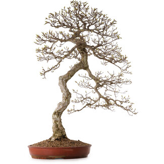 Carpinus coreana, 99 cm, ± 50 anni