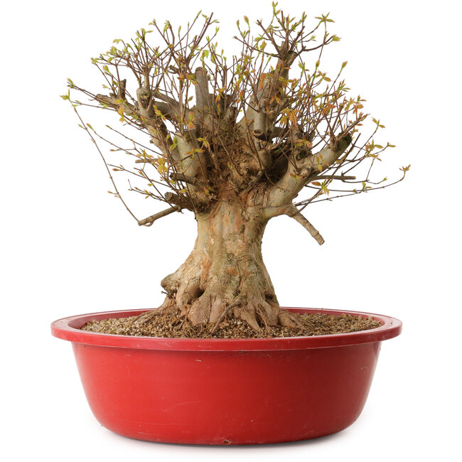 Acer buergerianum, 45 cm, ca. 25 Jahre alt, mit einem Wurzelhals von 30 cm