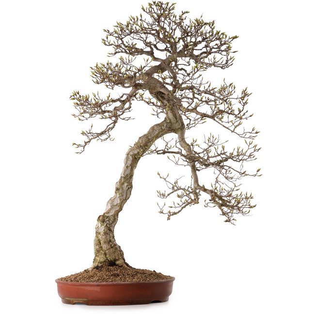 Carpinus coreana, 99 cm, ± 50 ans, avec un nebari de 25 cm
