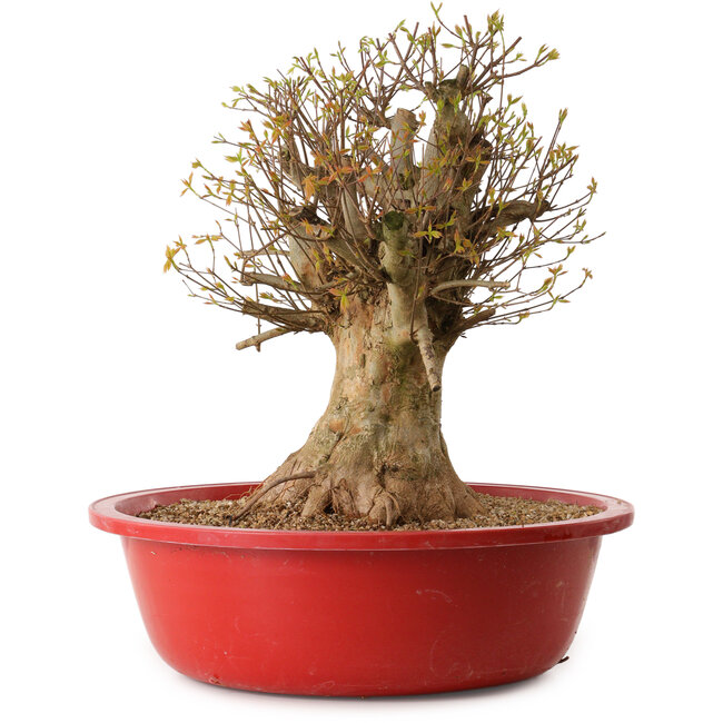 Acer buergerianum, 45 cm, ± 25 años, con un nebari de 30 cm