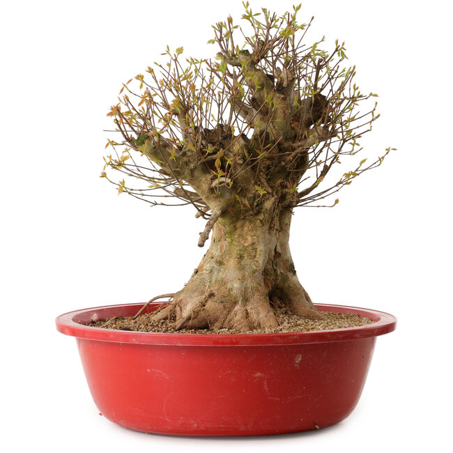Acer buergerianum, 45 cm, ± 25 years old, with a nebari of 30 cm