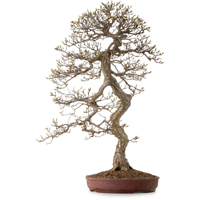 Carpinus coreana, 99 cm, ± 50 jaar oud, met een nebari van 25 cm
