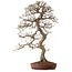 Carpinus coreana, 99 cm, ± 50 years old, with a nebari of 25 cm