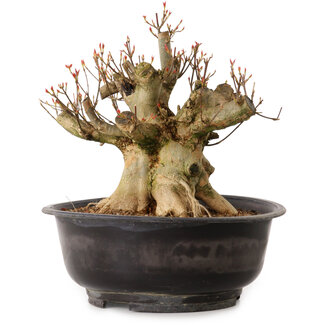 Acer buergerianum, 30 cm, ± 25 jaar oud