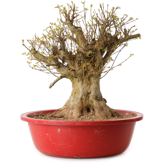 Acer buergerianum, 45 cm, ± 25 jaar oud, met een nebari van 30 cm