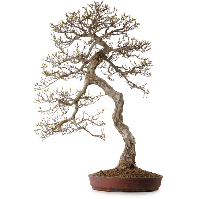 Carpinus coreana, 99 cm, ± 50 Jahre alt, mit einem Nebari von 25 cm