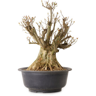 Acer buergerianum, 48 cm, ± 25 anni