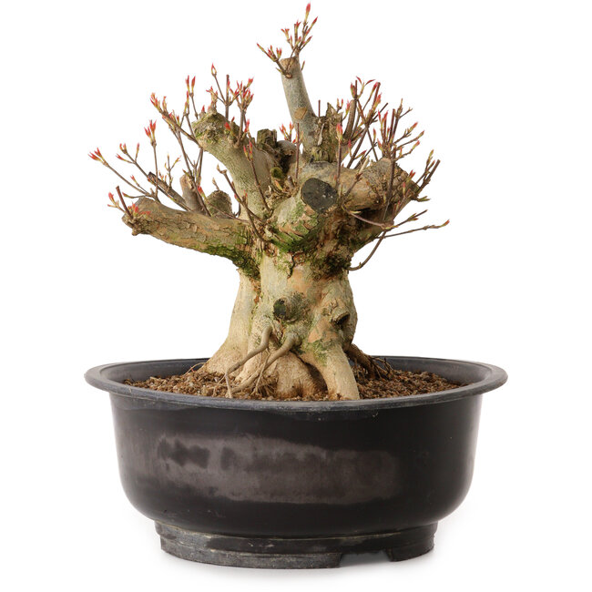 Acer buergerianum, 30 cm, ± 25 anni, con nebari di 24 cm