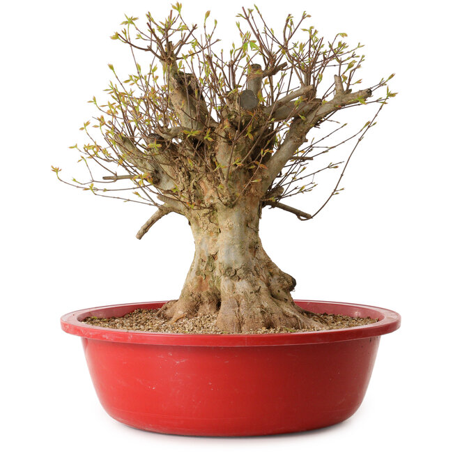 Acer buergerianum, 45 cm, ± 25 jaar oud, met een nebari van 30 cm