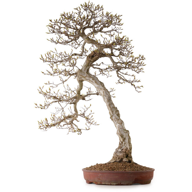 Carpinus coreana, 99 cm, ± 50 anni, con nebari di 25 cm