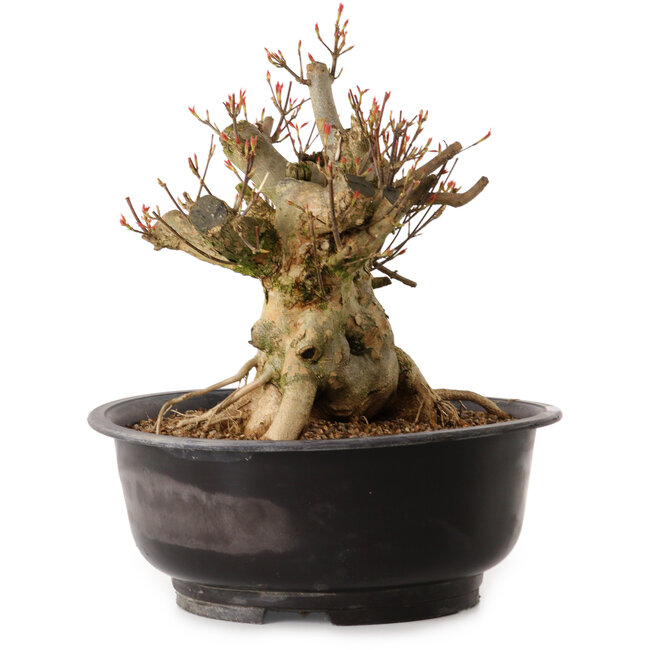 Acer buergerianum, 30 cm, ± 25 anni, con nebari di 24 cm