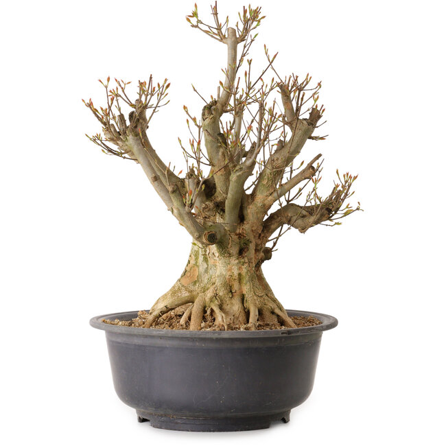 Acer buergerianum, 48 cm, ± 25 ans, avec un nebari de 30 cm