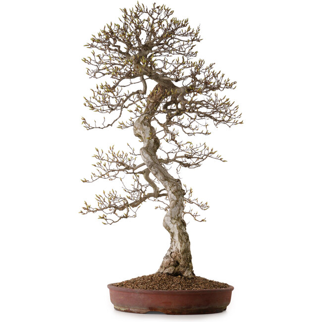 Carpinus coreana, 99 cm, ± 50 jaar oud, met een nebari van 25 cm