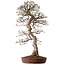 Carpinus coreana, 99 cm, ± 50 years old, with a nebari of 25 cm