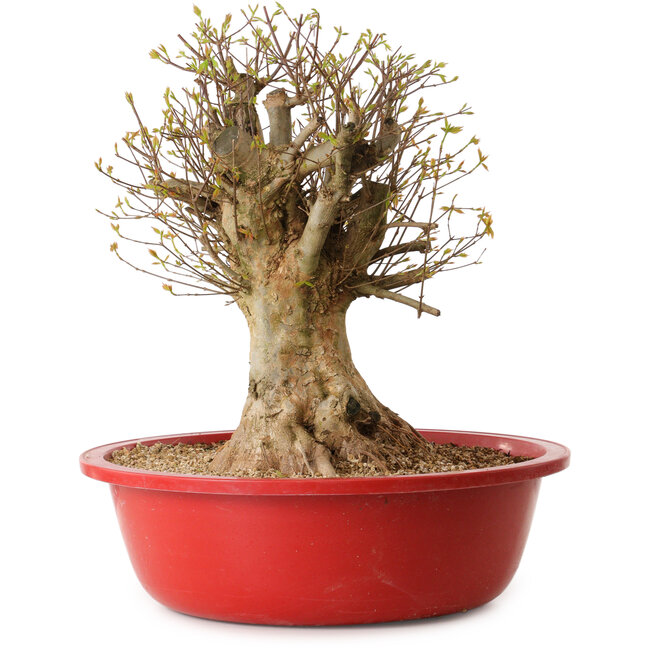 Acer buergerianum, 45 cm, ca. 25 Jahre alt, mit einem Wurzelhals von 30 cm