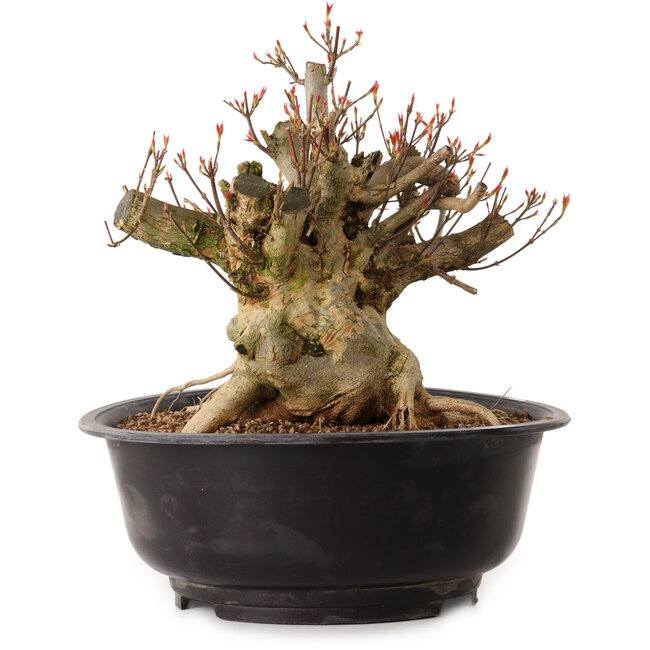 Acer buergerianum, 30 cm, ± 25 anni, con nebari di 24 cm