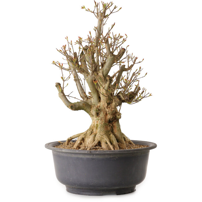 Acer buergerianum, 48 cm, ± 25 jaar oud, met een nebari van 30 cm