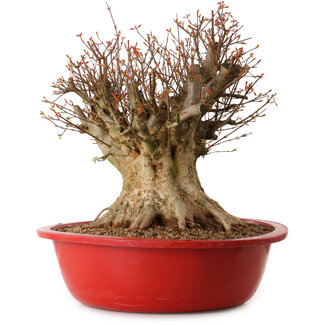 Acer buergerianum, 48 cm, ± 25 ans