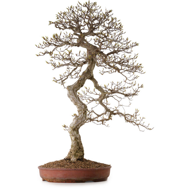 Carpinus coreana, 99 cm, ± 50 jaar oud, met een nebari van 25 cm