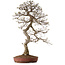 Carpinus coreana, 99 cm, ± 50 anni, con nebari di 25 cm