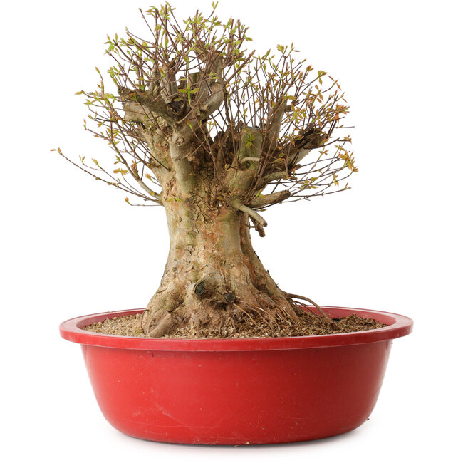 Acer buergerianum, 45 cm, ± 25 jaar oud, met een nebari van 30 cm