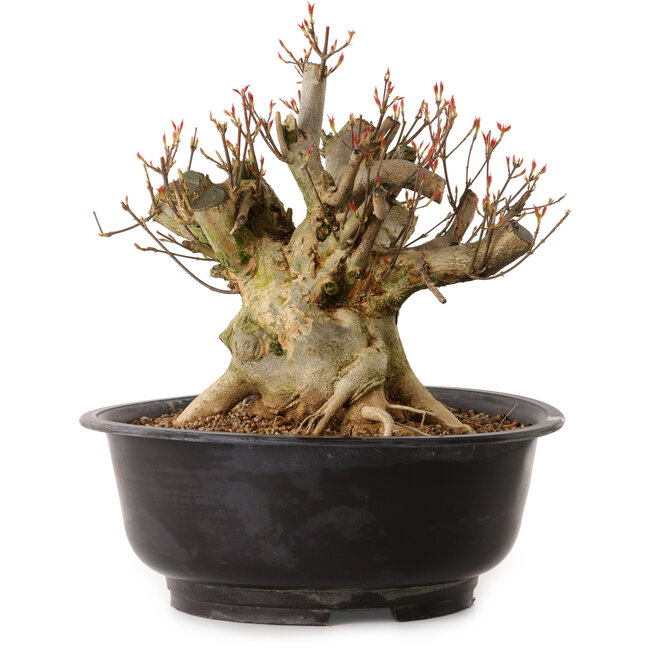 Acer buergerianum, 30 cm, ± 25 anni, con nebari di 24 cm