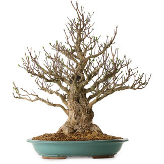 Euonymus alatus, 85 cm, ± 40 anni