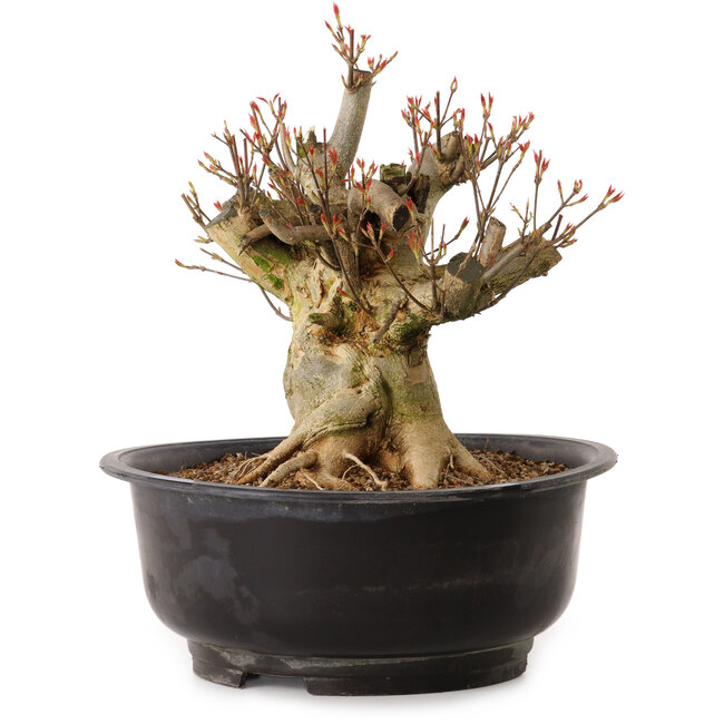 Acer buergerianum, 30 cm, ± 25 anni, con nebari di 24 cm