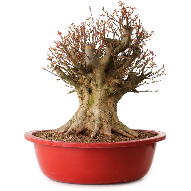 Acer buergerianum, 48 cm, ± 25 años, con un nebari de 34 cm