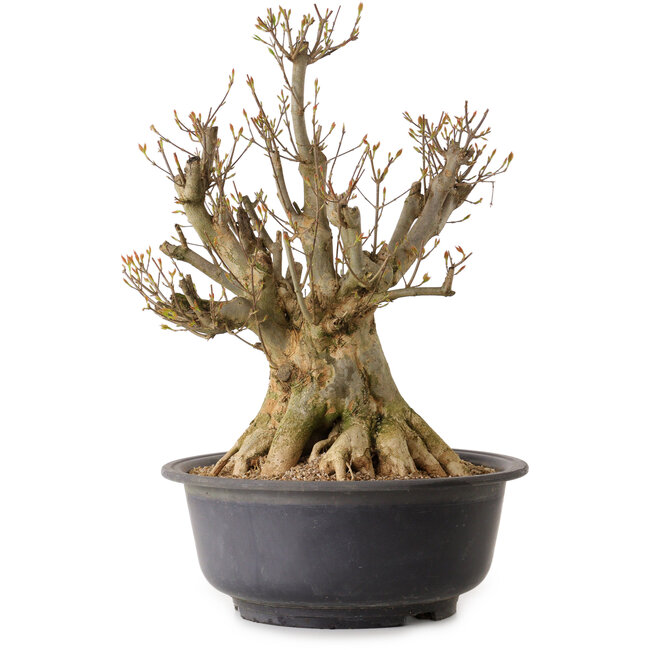 Acer buergerianum, 48 cm, ± 25 anni, con nebari di 30 cm