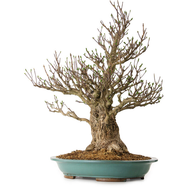 Euonymus alatus, 85 cm, ± 40 años de edad, con un nebari de 36 cm.