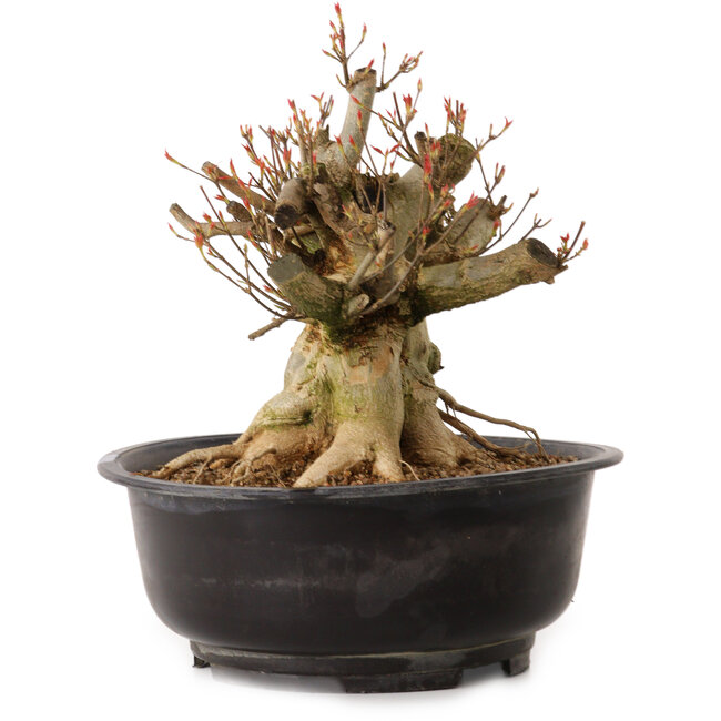 Acer buergerianum, 30 cm, ± 25 anni, con nebari di 24 cm