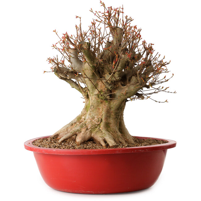 Acer buergerianum, 48 cm, ± 25 ans, avec un nebari de 34 cm