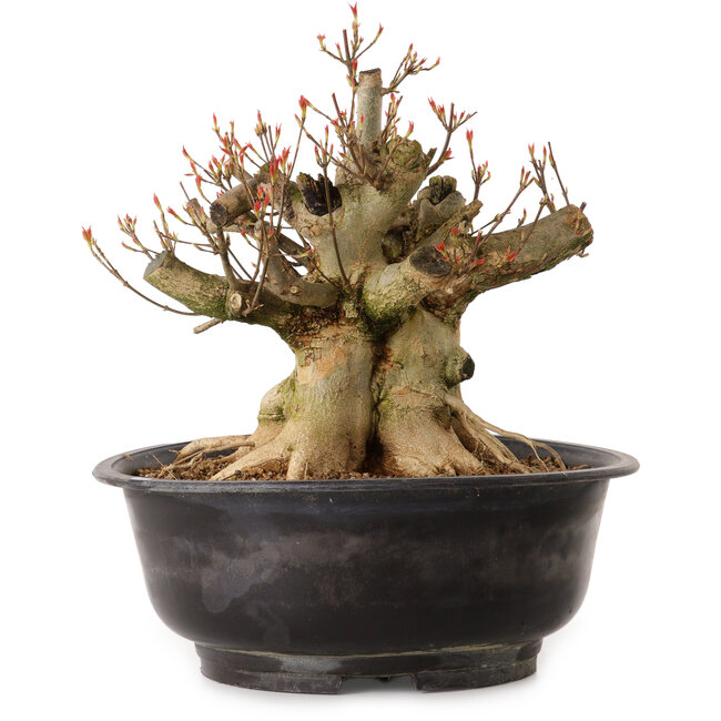 Acer buergerianum, 30 cm, ± 25 anni, con nebari di 24 cm