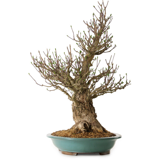 Euonymus alatus, 85 cm, ± 40 años de edad, con un nebari de 36 cm.